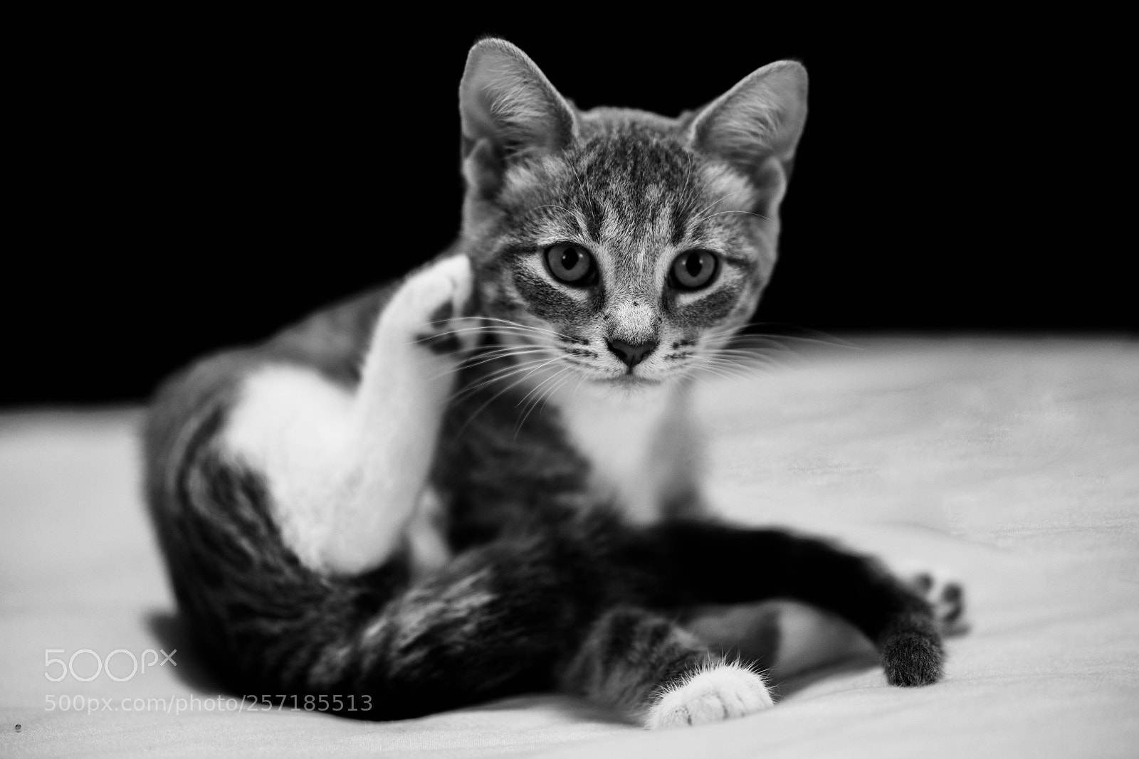 Sony a7R II sample photo. Untitled photography