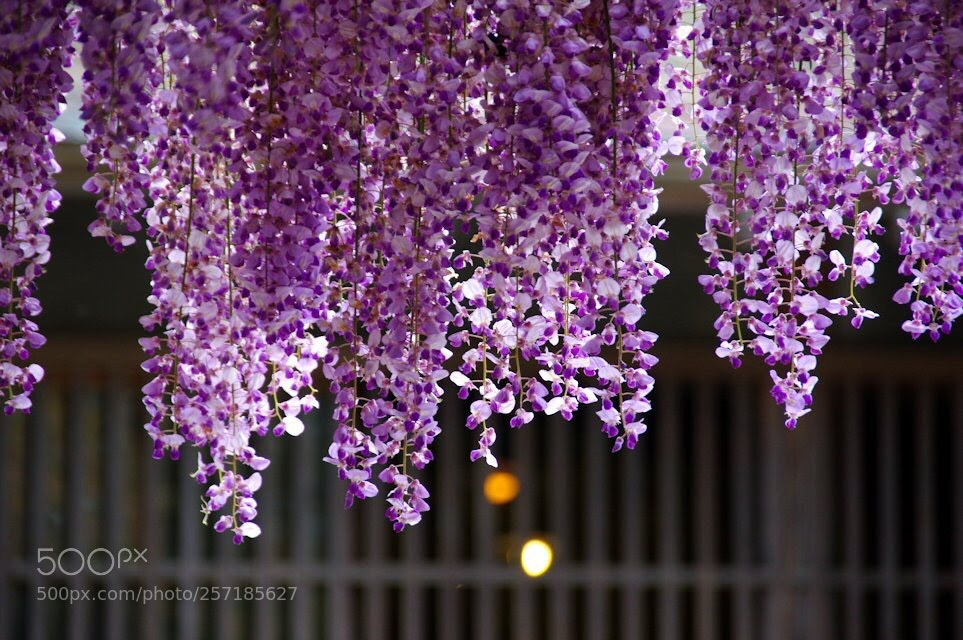 Pentax K-3 II sample photo. Wisteria flowers
03 photography