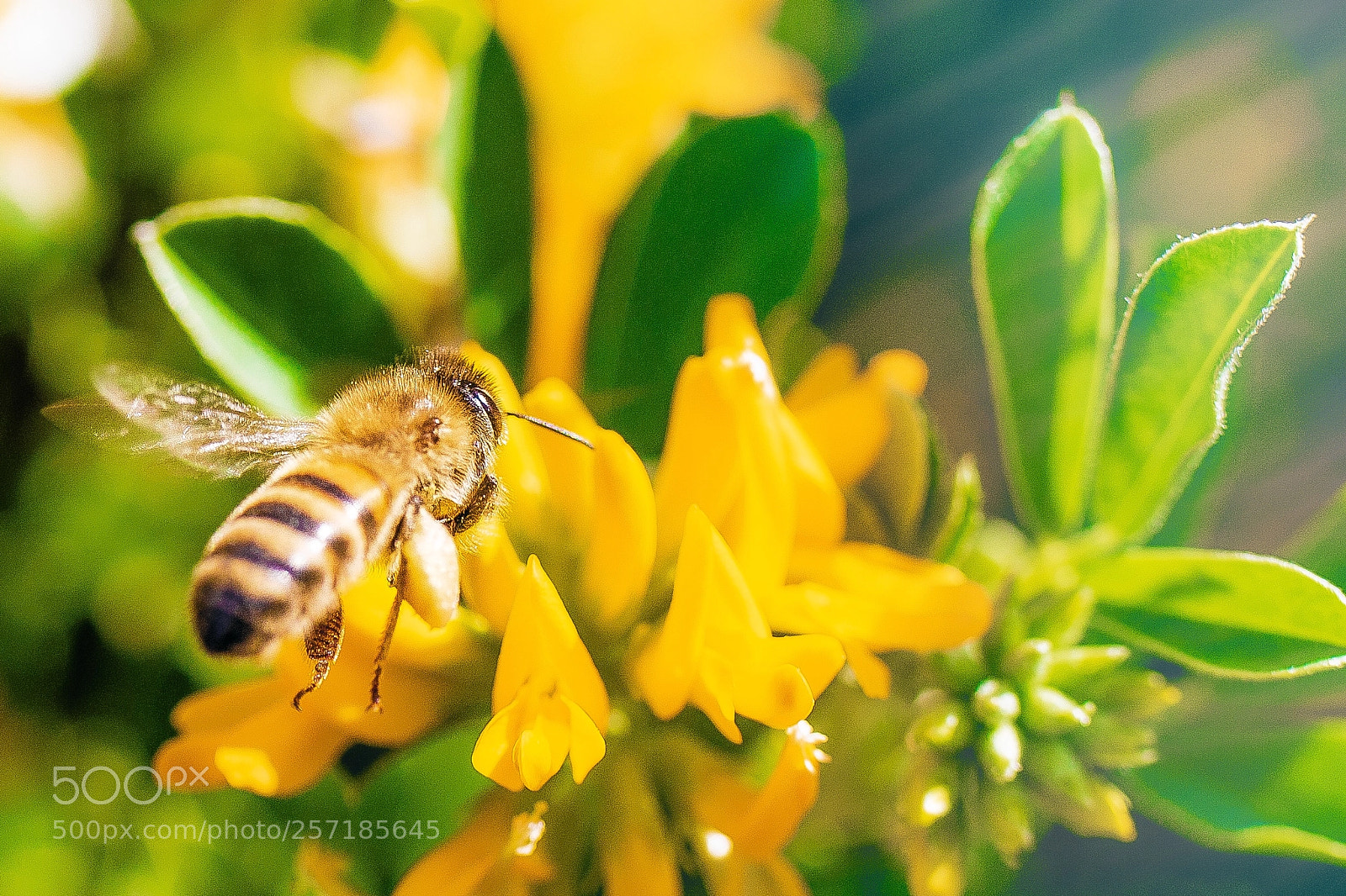 Canon EOS 70D sample photo. Abeille photography