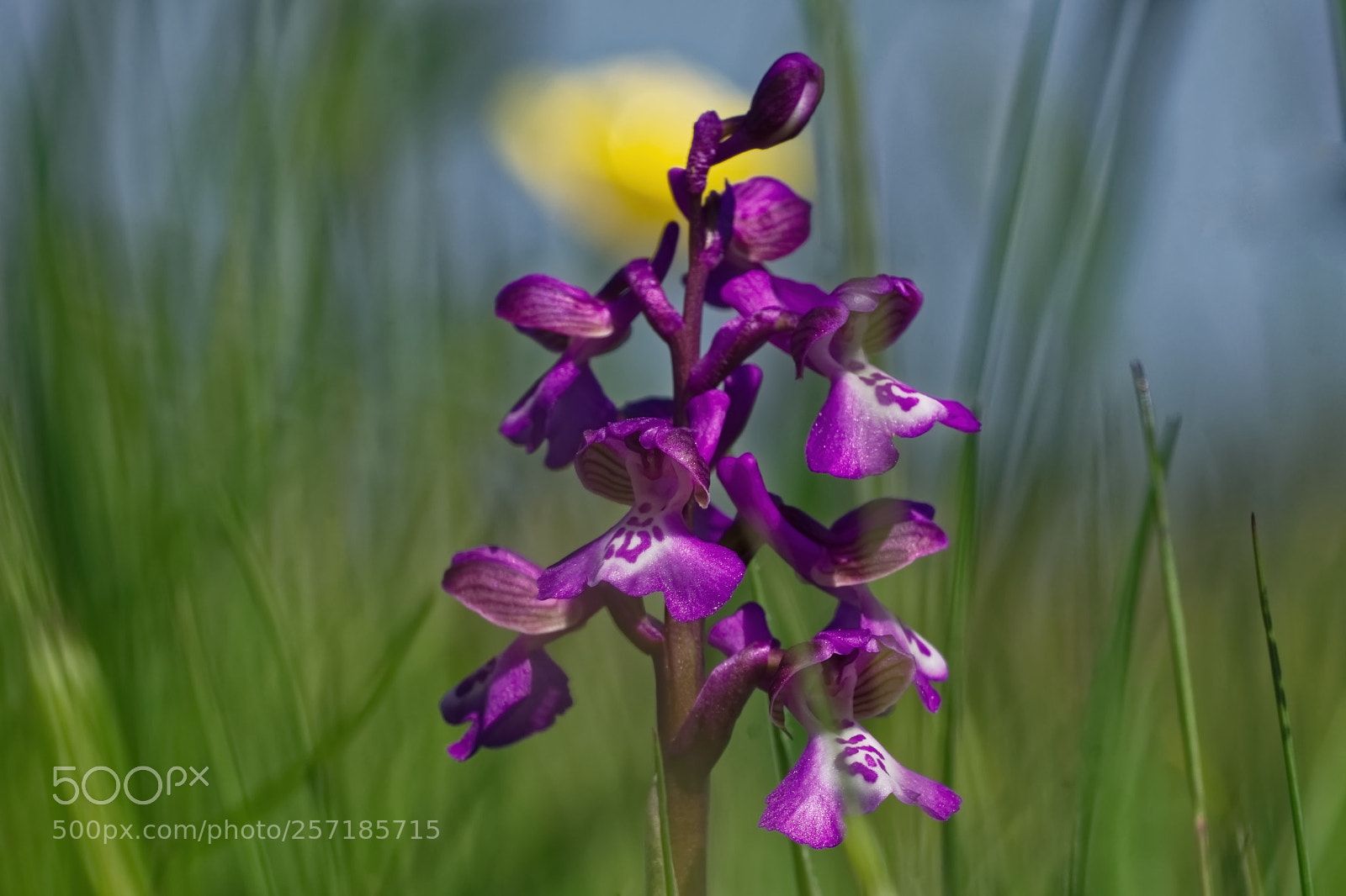 Sony SLT-A77 sample photo. Green winged orchid photography