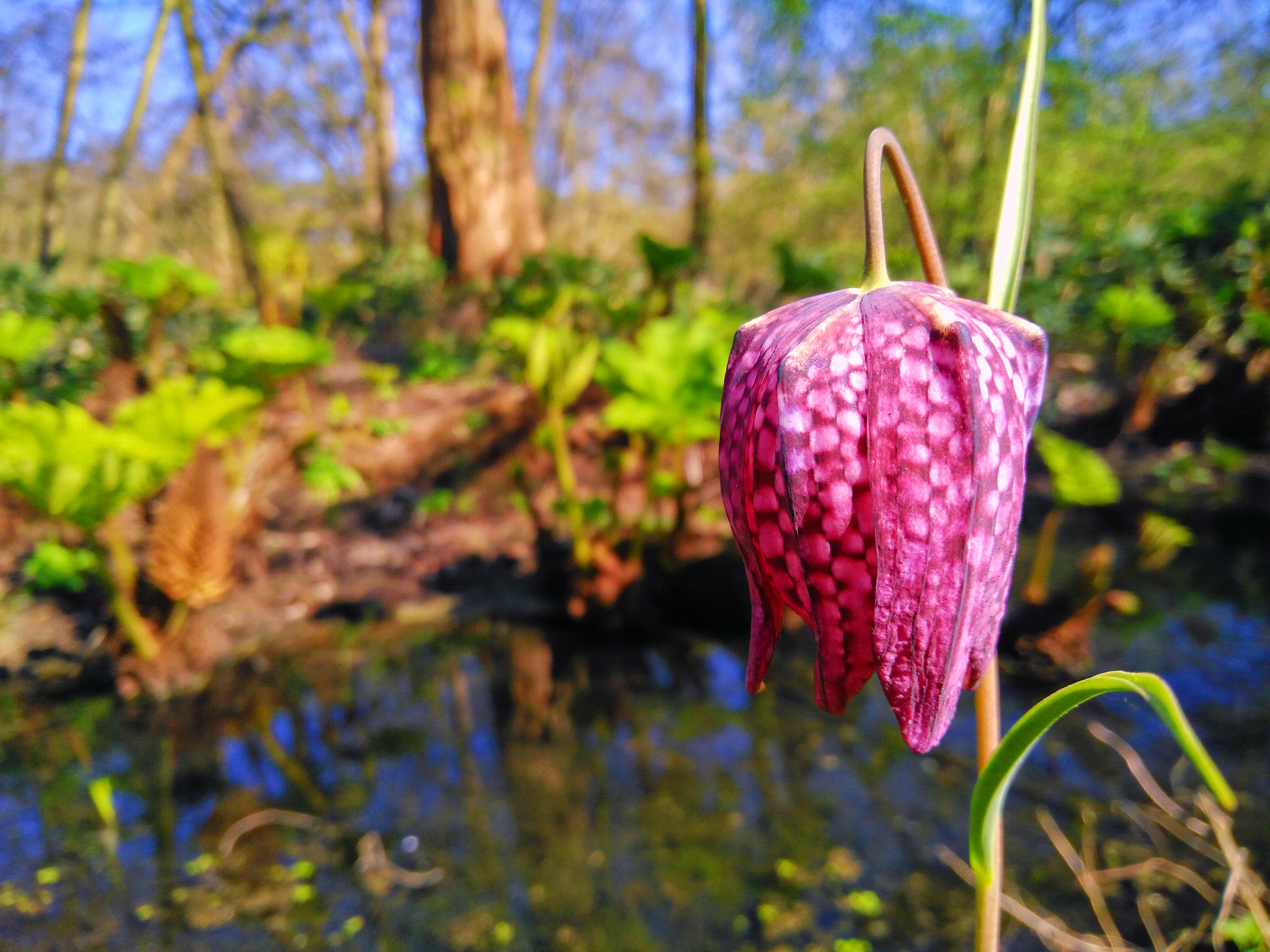 OPPO R7SM sample photo. Flower photography