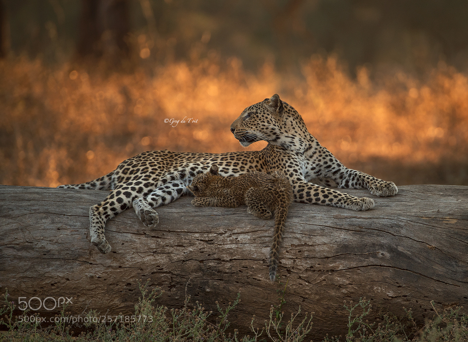 Nikon D5 sample photo. Leopard cub suckling photography