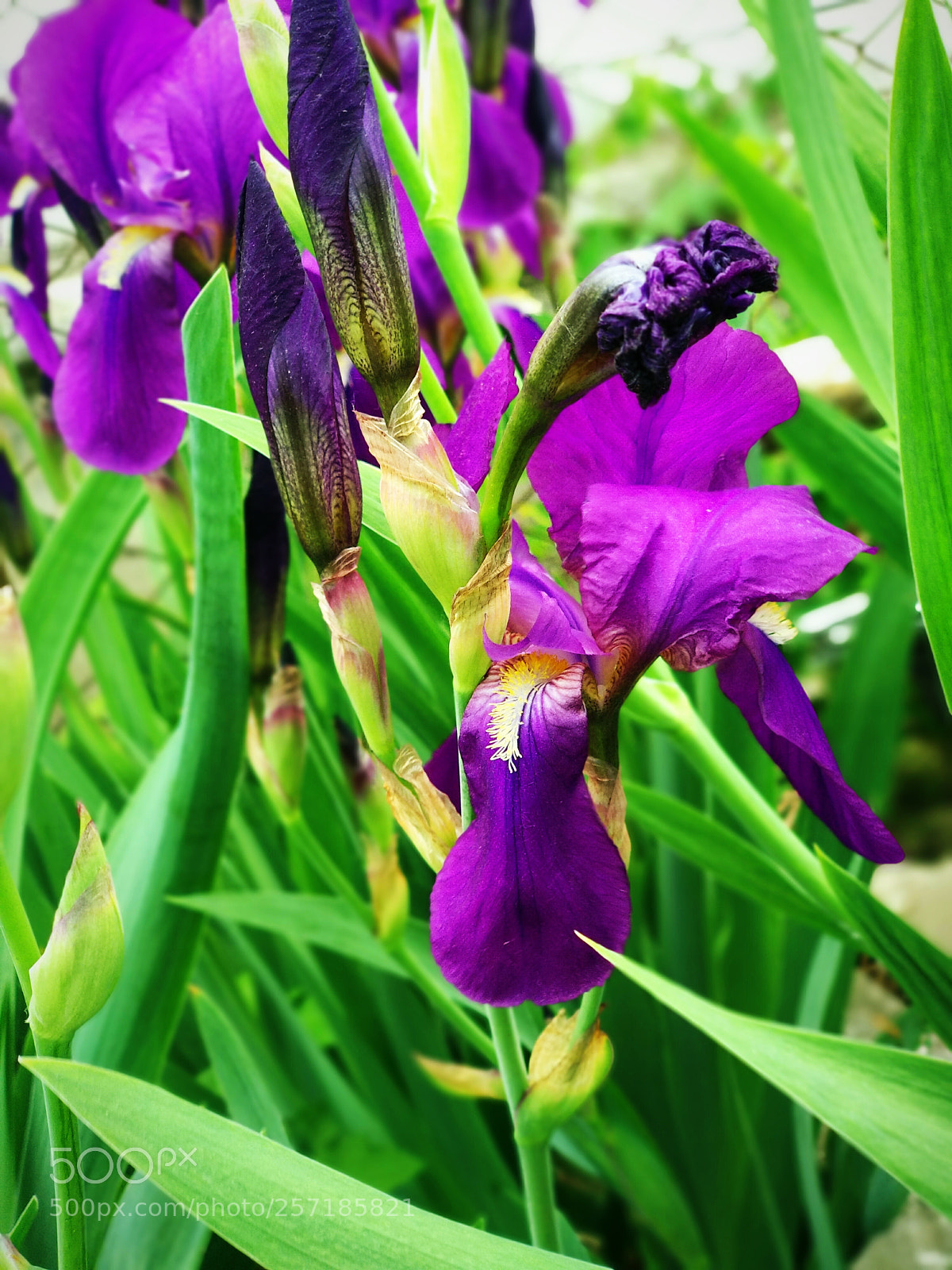Xiaomi Mi A1 sample photo. Beautiful iris photography