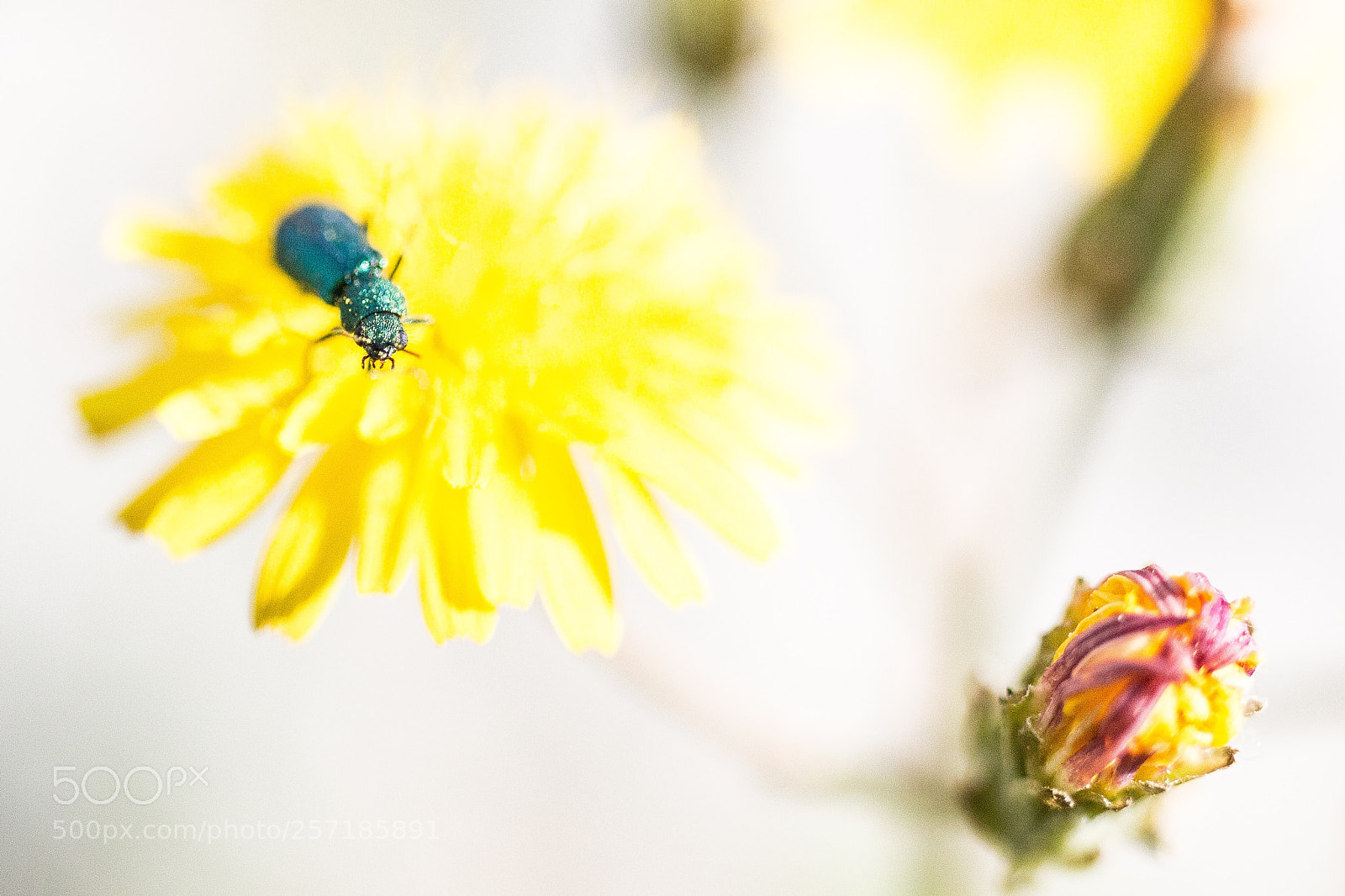 Canon EOS 70D sample photo. Nuance  photography