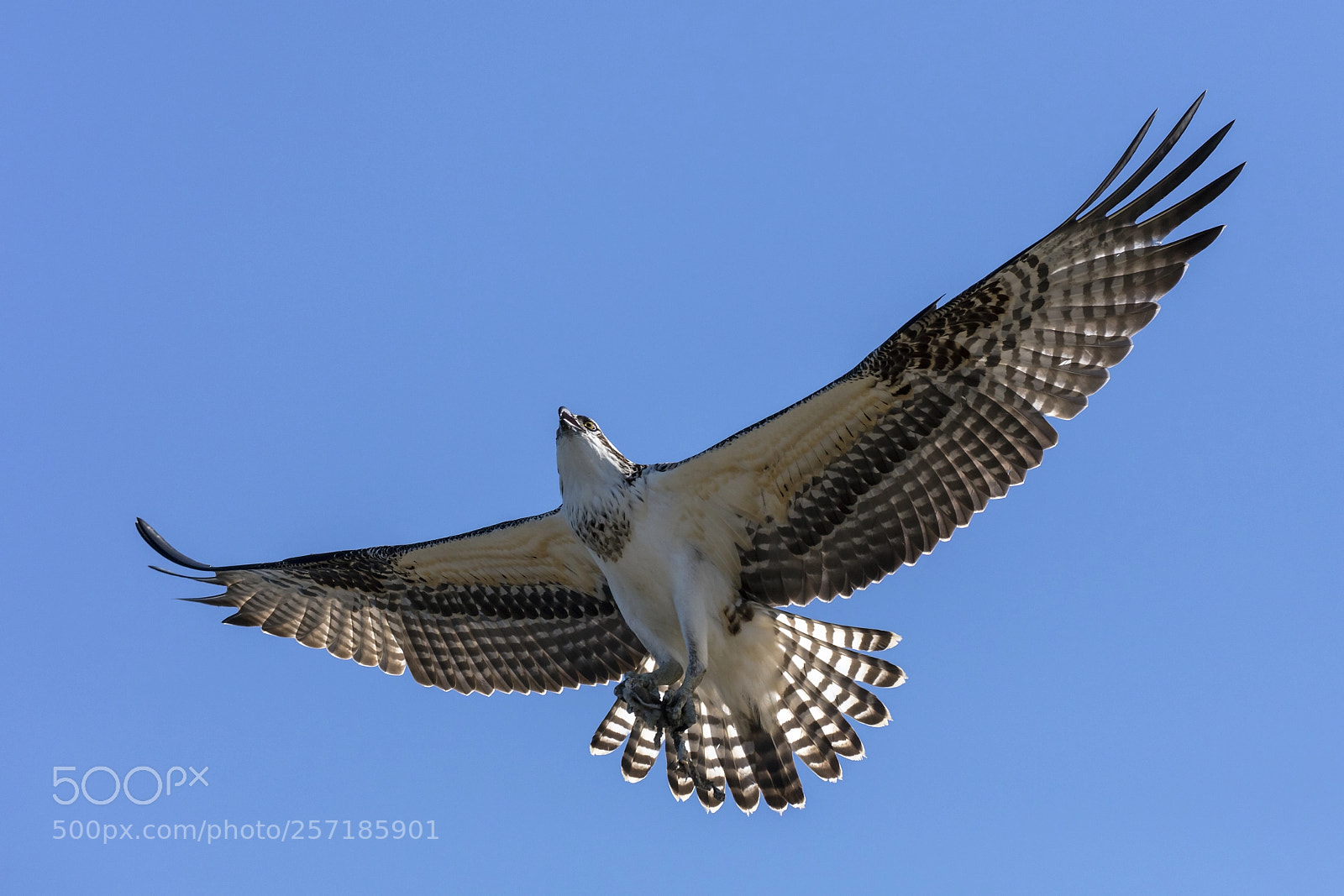 Canon EOS 5DS sample photo. Young osprey photography