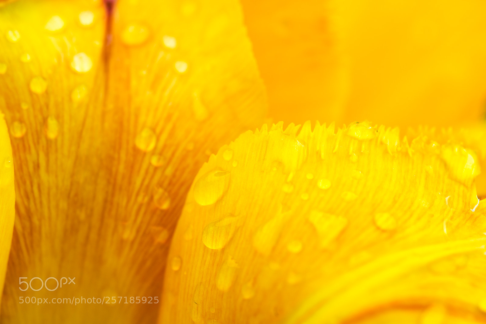 Nikon D800E sample photo. Petals of a yellow photography