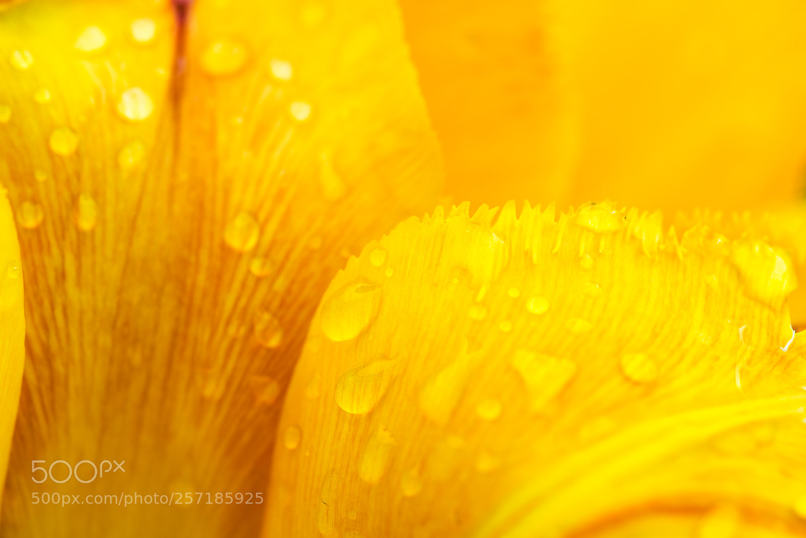 Nikon D800E sample photo. Petals of a yellow photography