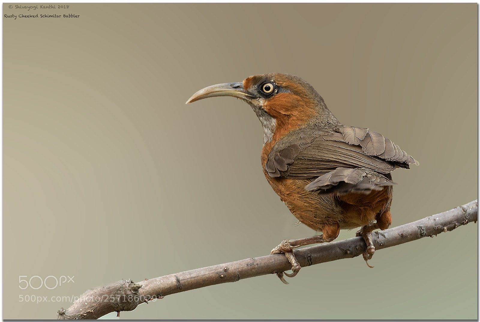 Canon EOS 7D Mark II sample photo. Rusty-cheeked scimitar babbler photography