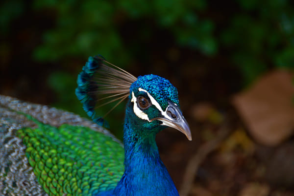 Nikon D3200 + Nikon AF-S DX Nikkor 18-200mm F3.5-5.6G ED VR II