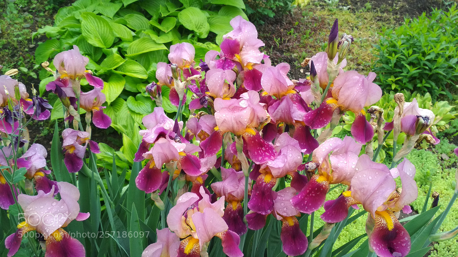 Xiaomi Redmi 4X sample photo. Untitled photography