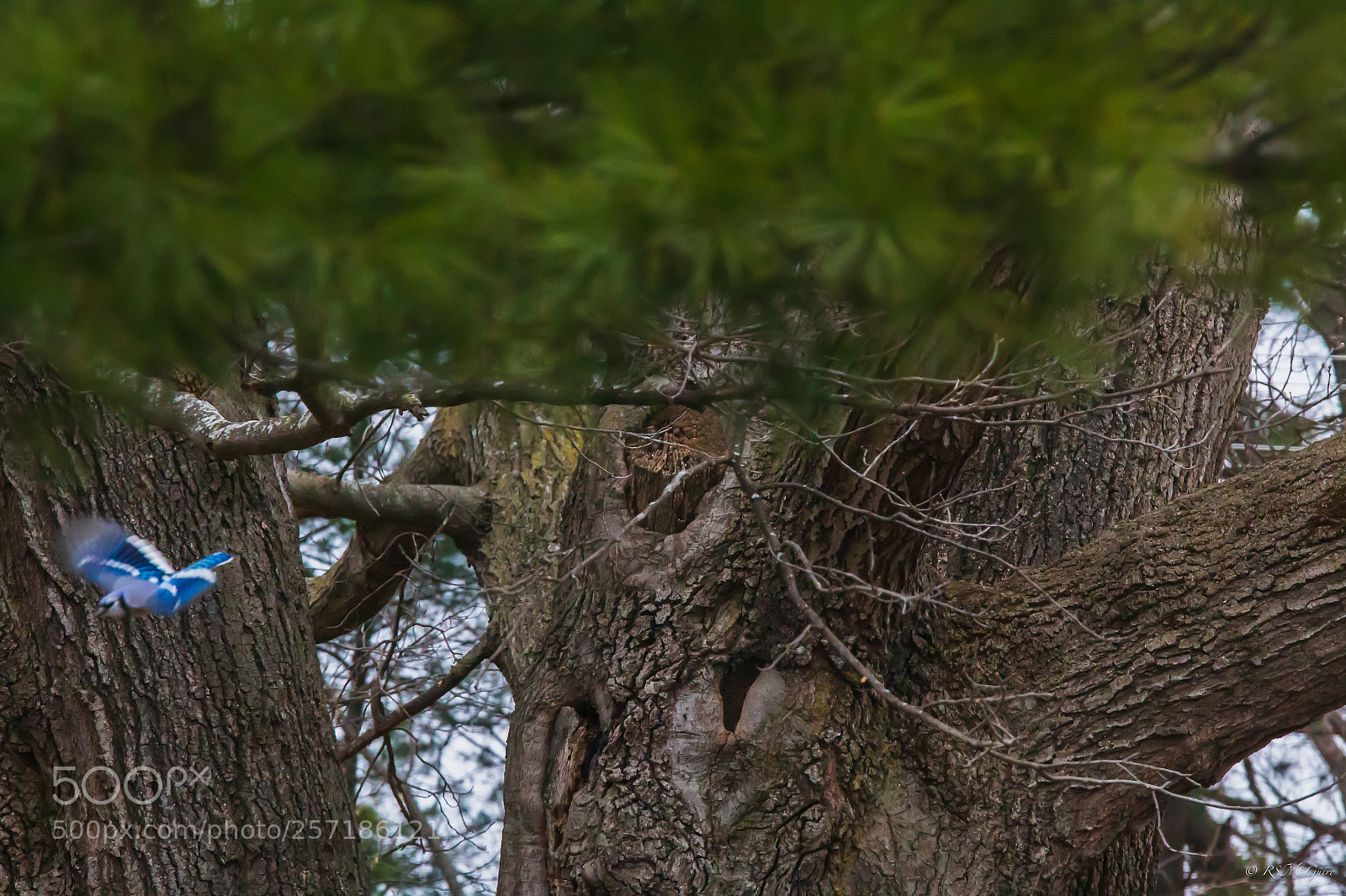 Canon EOS 70D sample photo. Blue jay in flight photography