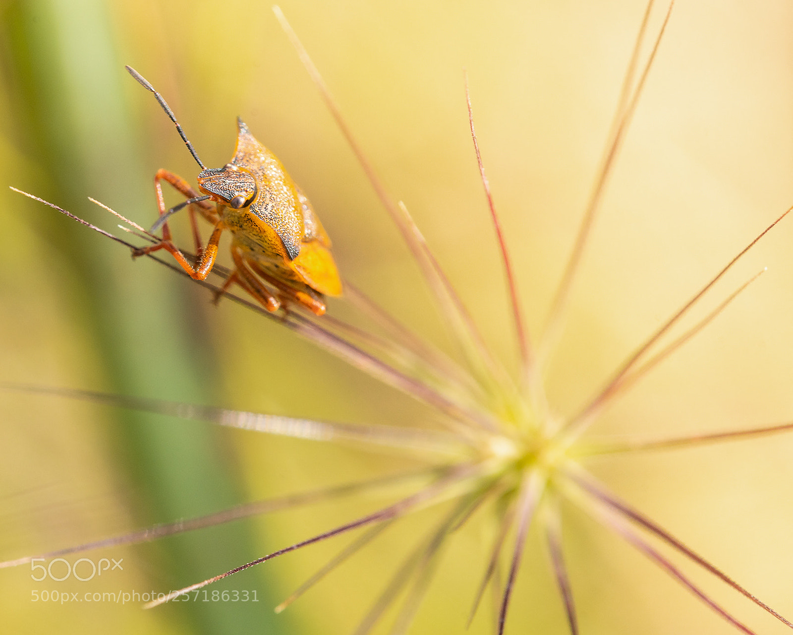 Sony a99 II sample photo. Sin título photography