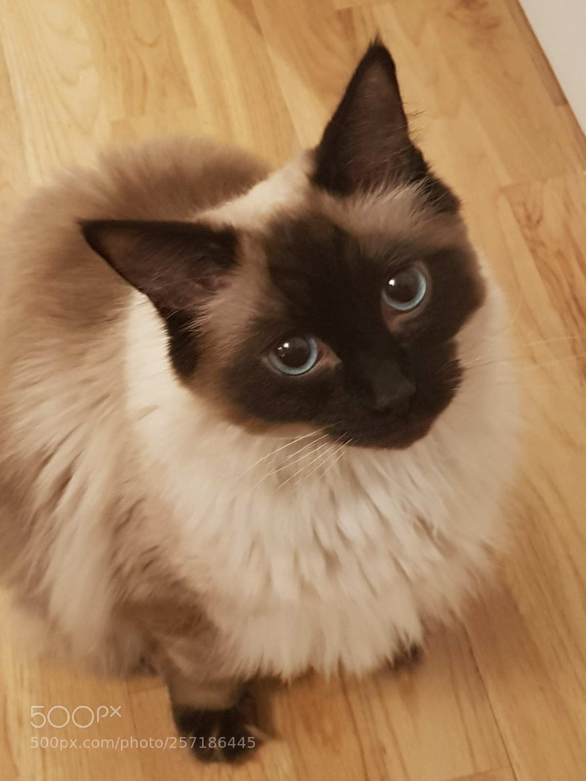 Samsung Galaxy S8+ sample photo. Rag doll beauty photography