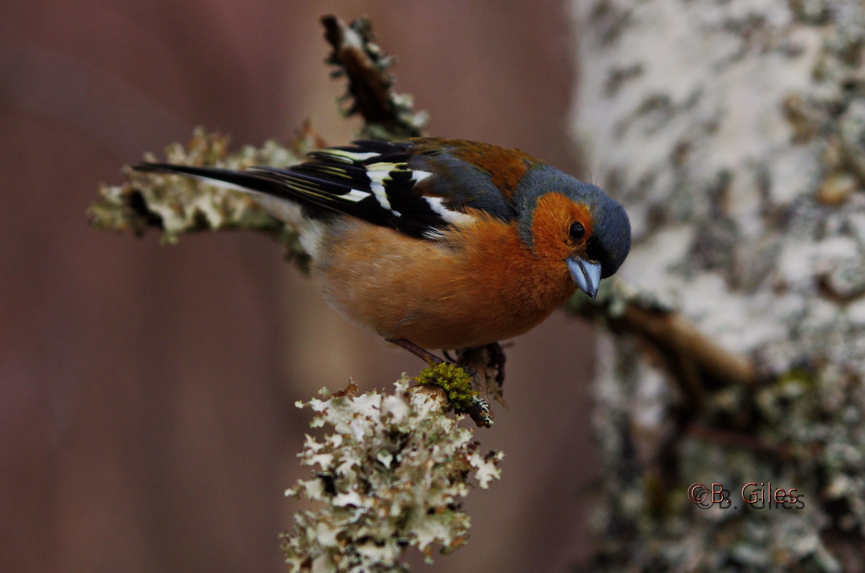 Pentax K-5 IIs sample photo. Chaffinch photography