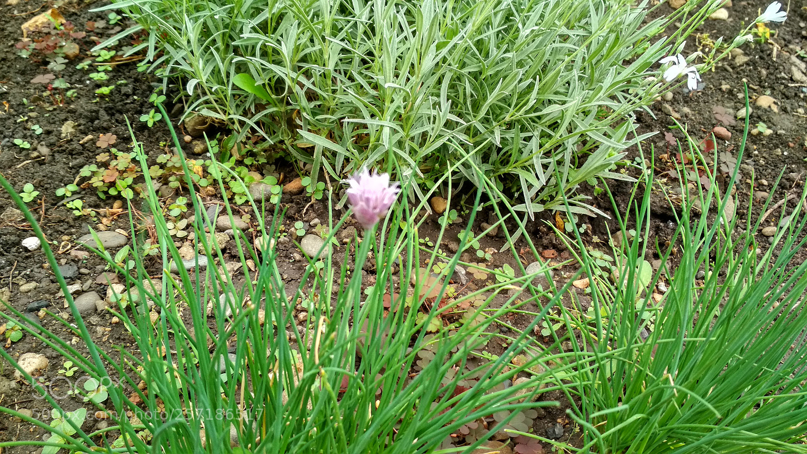 Xiaomi Redmi 4X sample photo. Untitled photography