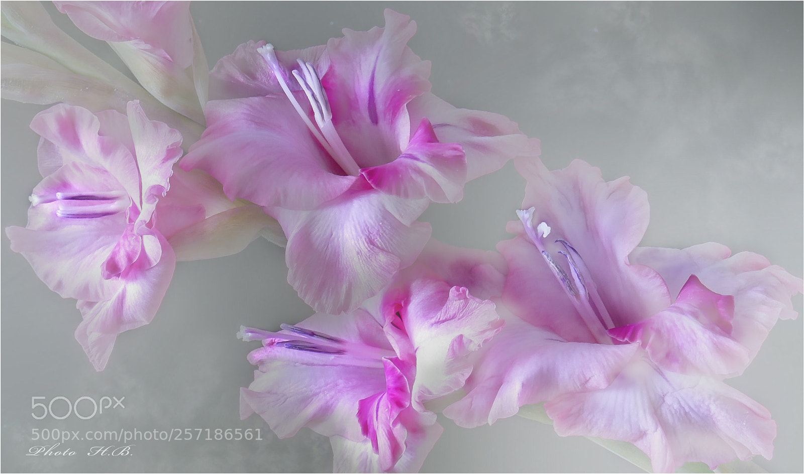 Panasonic Lumix DMC-FZ1000 sample photo. Gladiolus photography