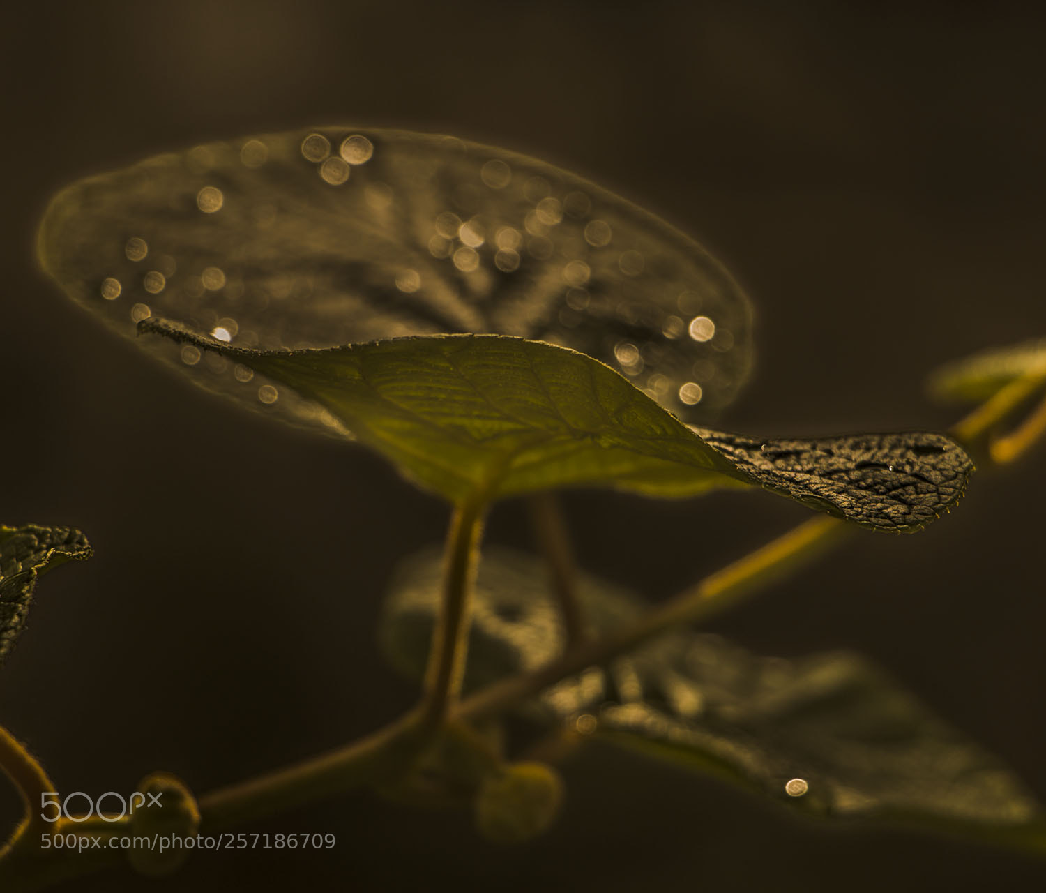 Canon EOS 70D sample photo. Light and rain photography