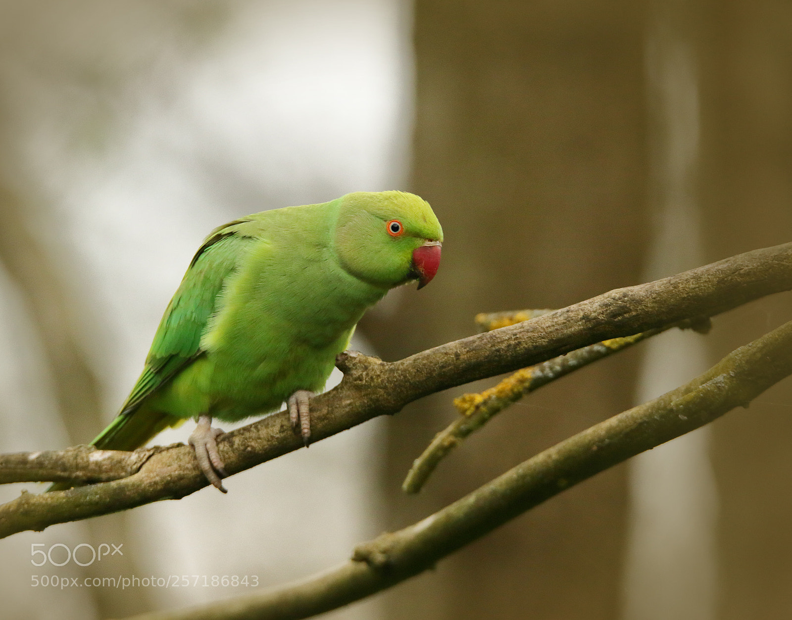Canon EOS 7D Mark II sample photo. Parakeet photography
