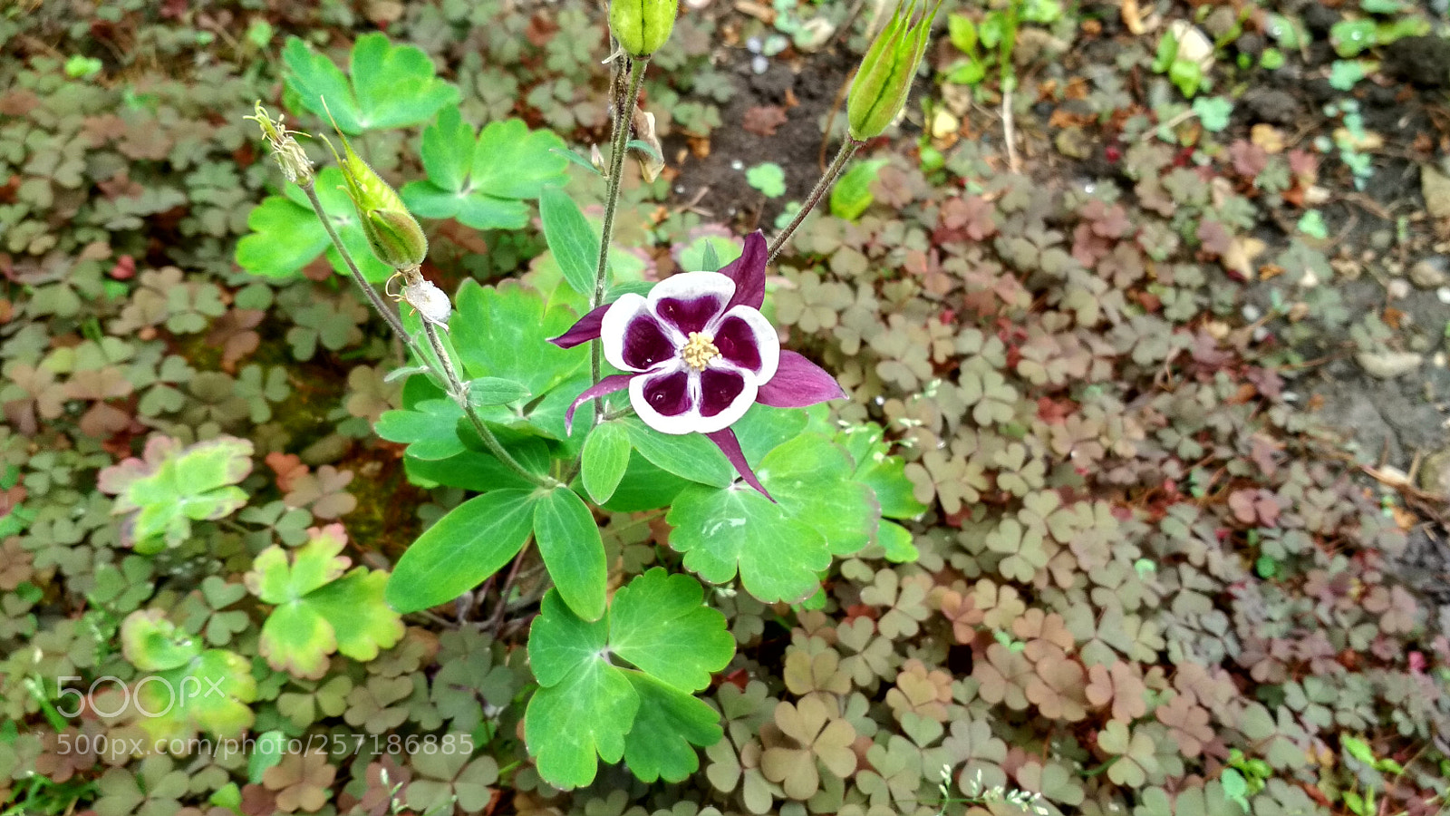Xiaomi Redmi 4X sample photo. Untitled photography