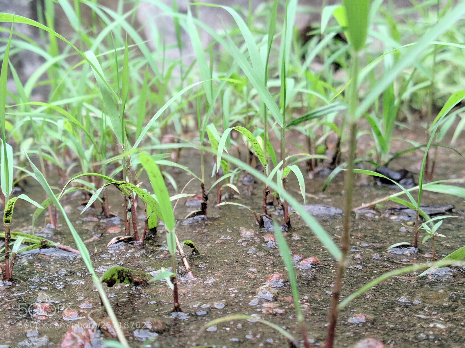 Xiaomi Mi A1 sample photo. Moss photography