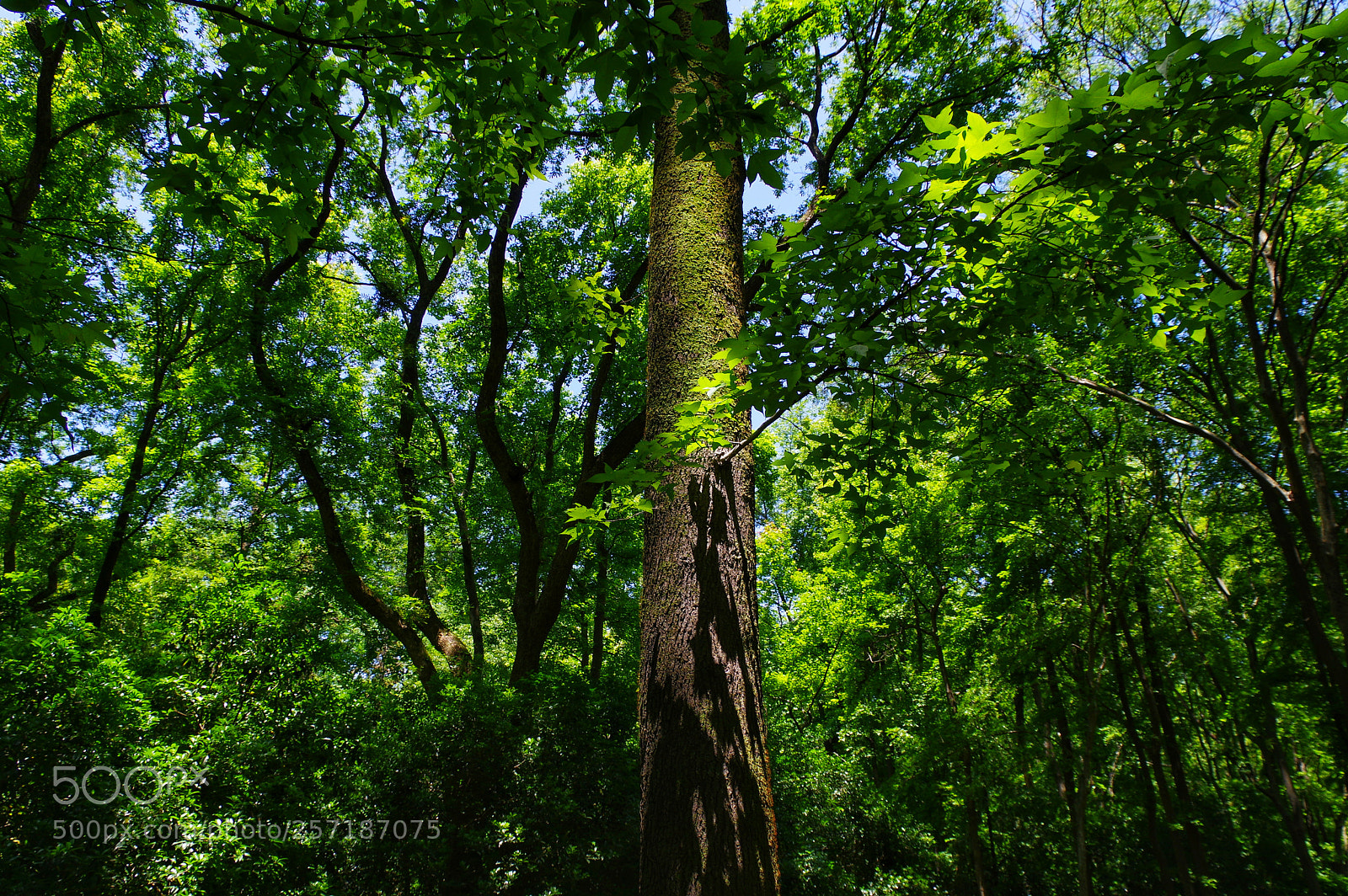 Pentax K-3 II sample photo. Untitled photography