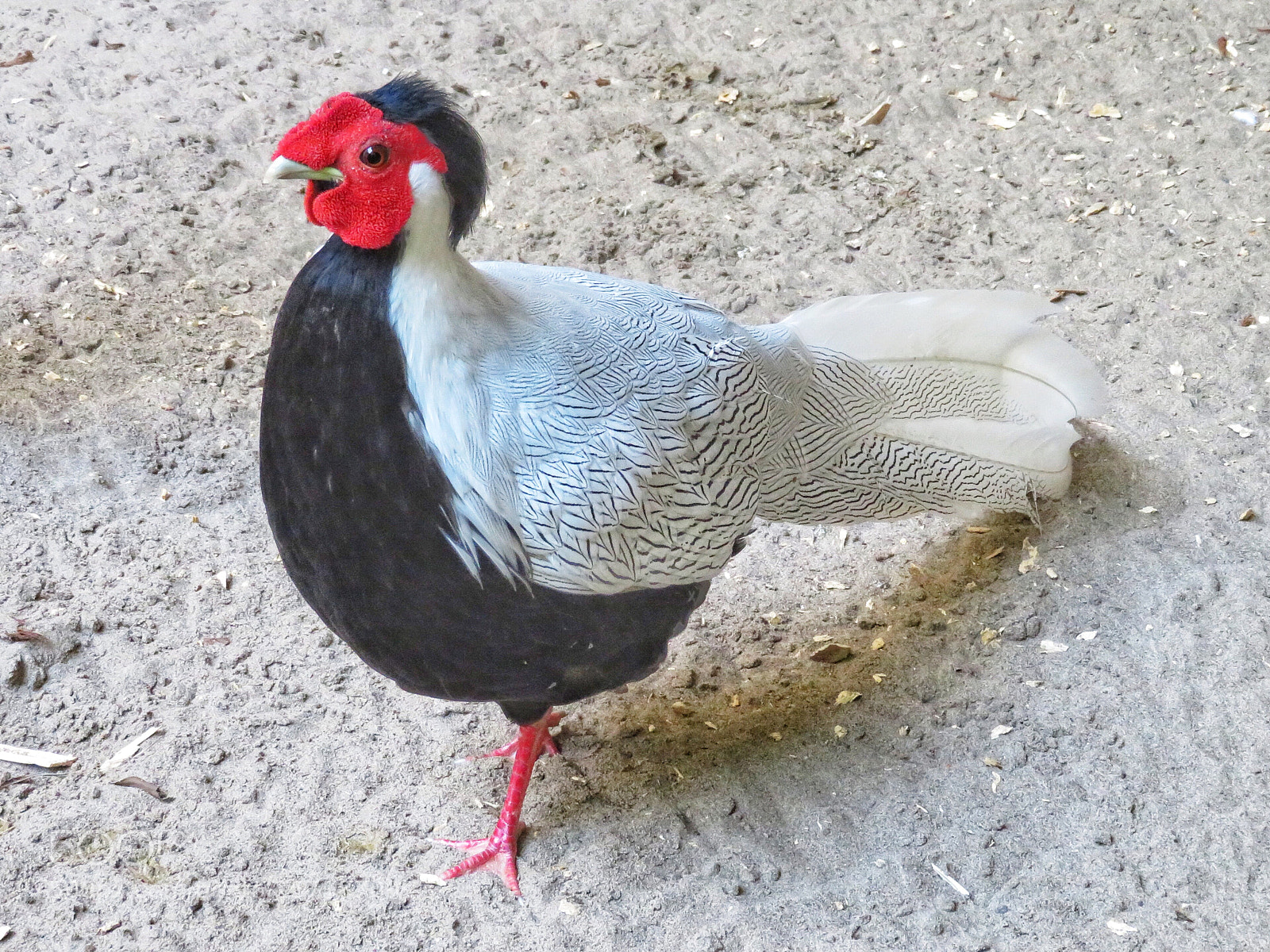 Canon PowerShot SX720 HS sample photo. Silver pheasant  photography