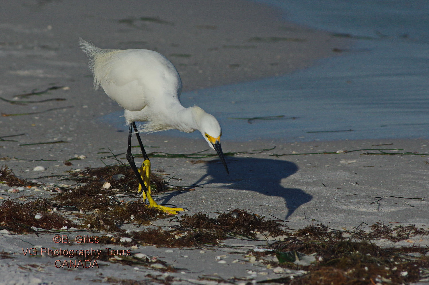 Pentax K-3 + Pentax smc DA* 60-250mm F4.0 ED (IF) SDM sample photo. Beach combing photography