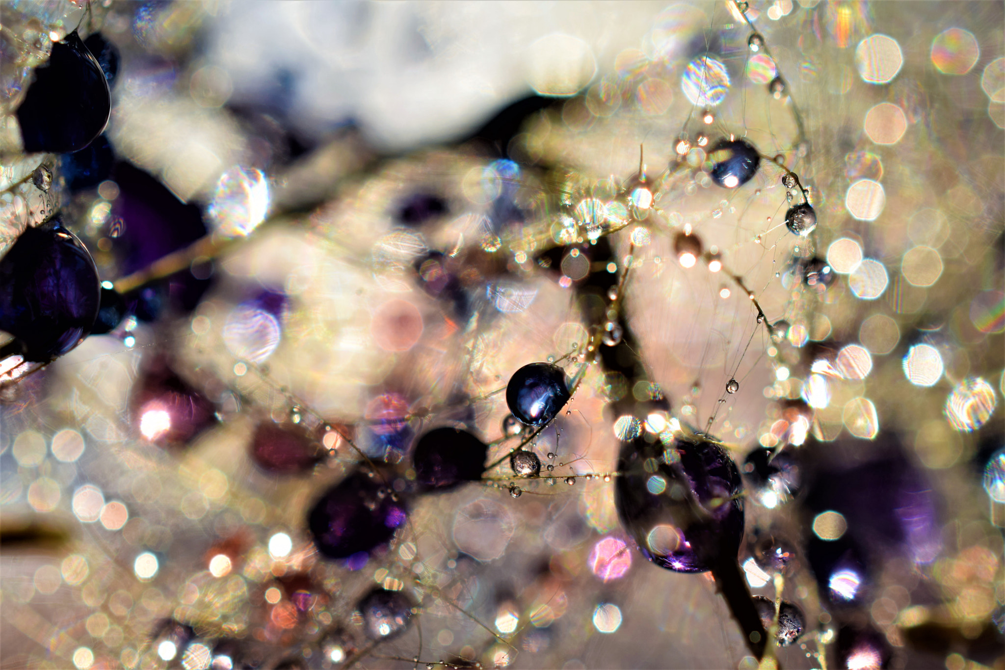 Nikon AF-S DX Micro Nikkor 40mm F2.8 sample photo. ........ photography