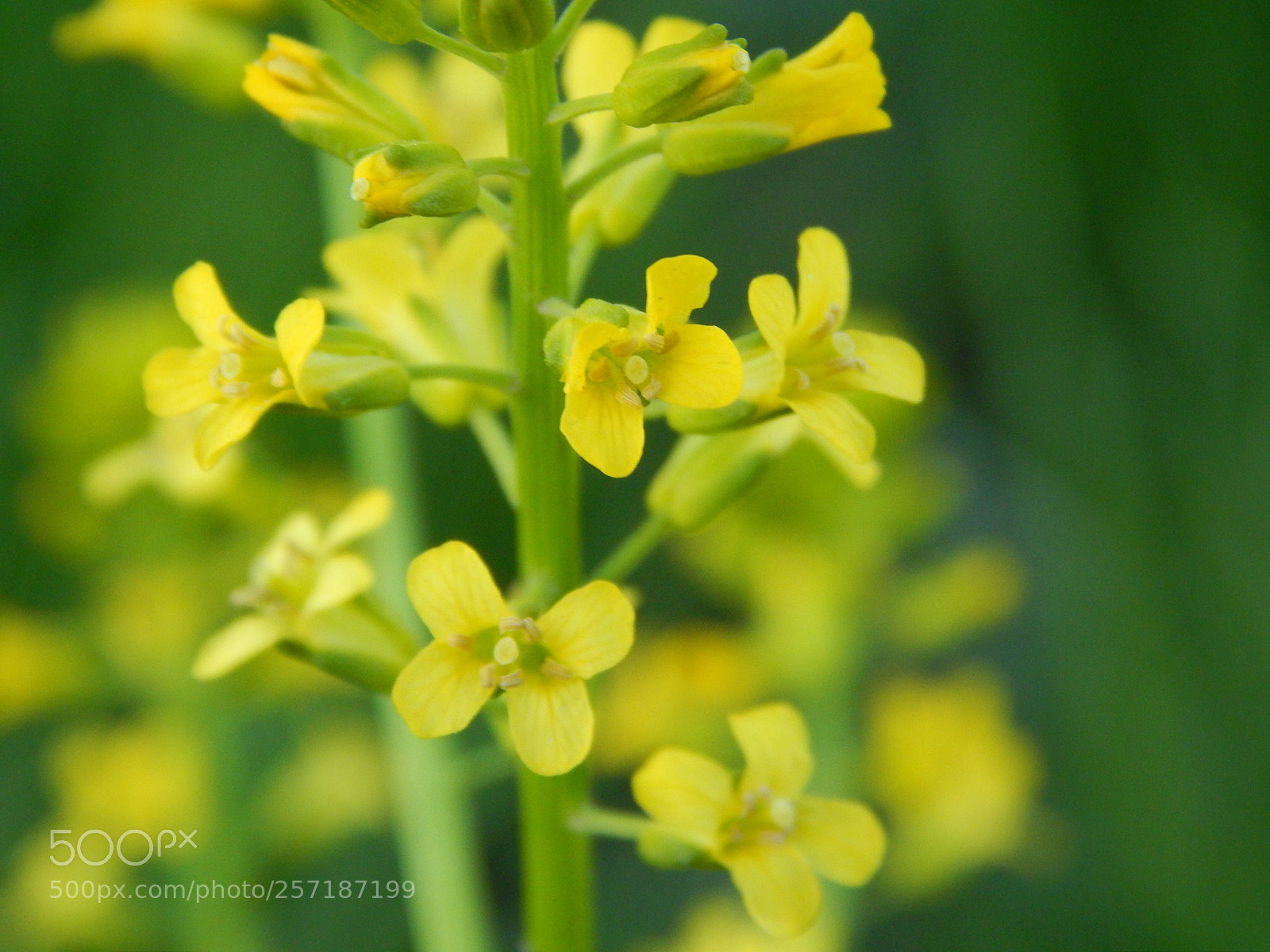 Nikon Coolpix L820 sample photo. Yellow flowers all in photography
