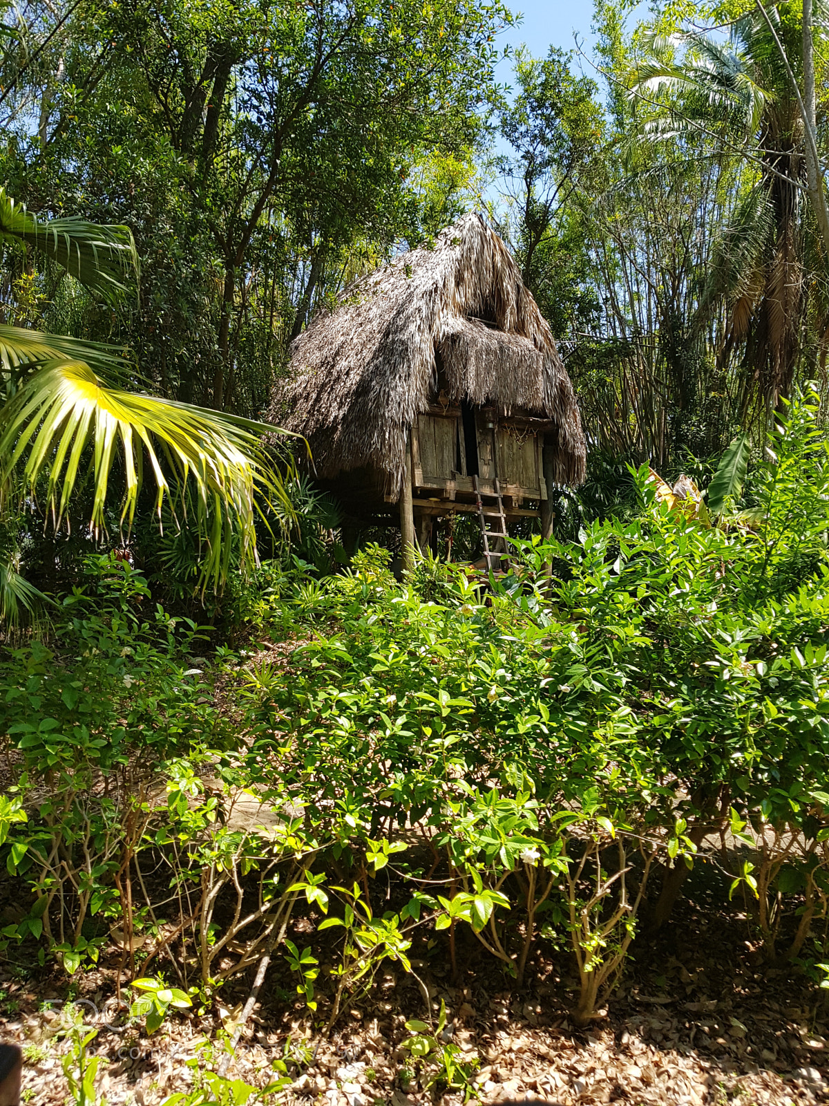 Samsung Galaxy S8+ sample photo. Jungle recluse photography