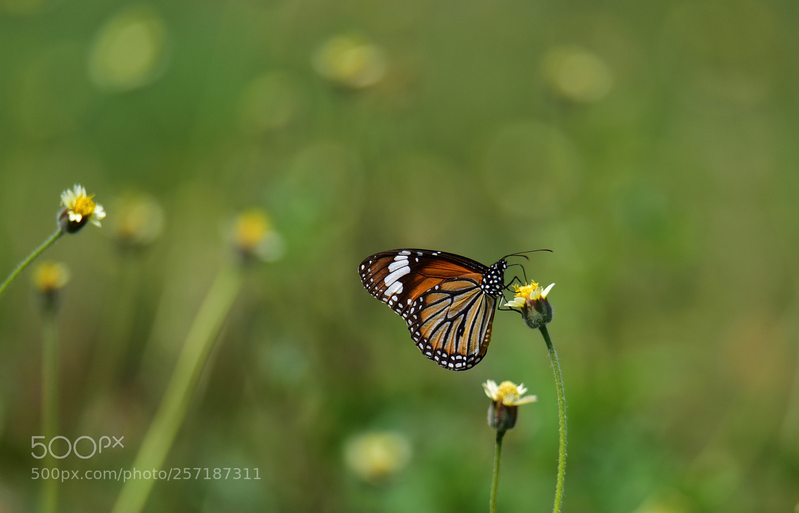 Nikon D750 sample photo. Monarch butterfly... beauty of photography