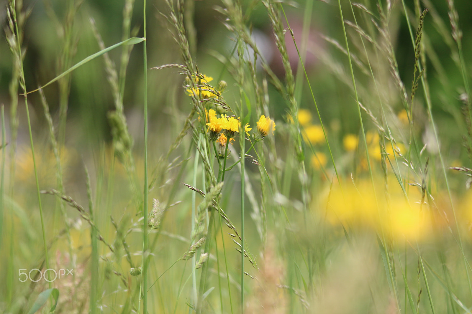 Canon EOS 650D (EOS Rebel T4i / EOS Kiss X6i) + Sigma 150-500mm F5-6.3 DG OS HSM sample photo. Meadow in may photography