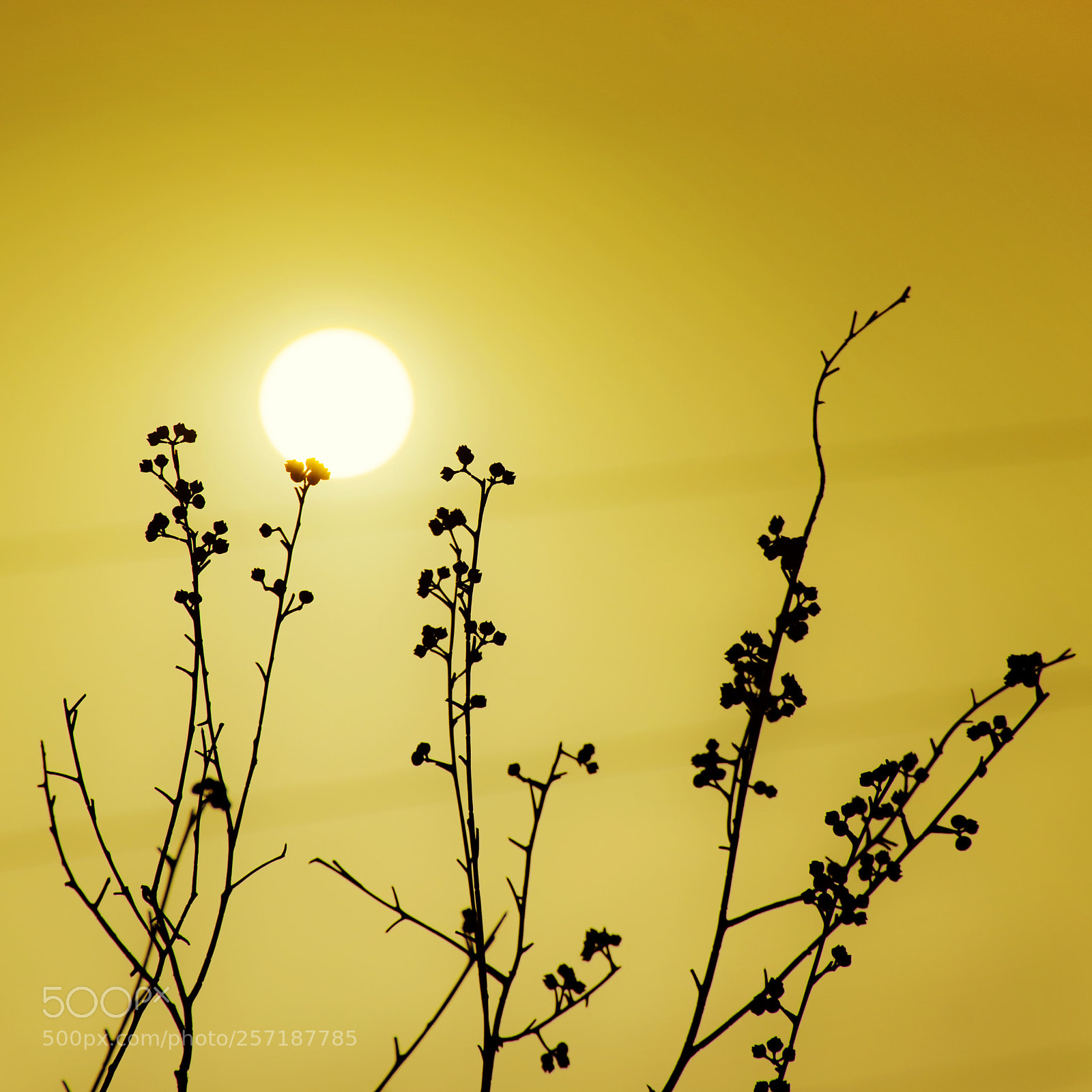 Nikon D7200 sample photo. Sun light photography