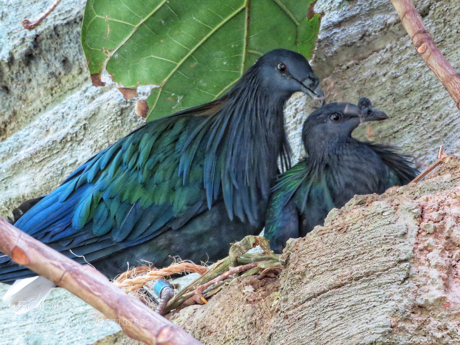 Canon PowerShot SX720 HS sample photo. Nicobar pigeons nesting  photography