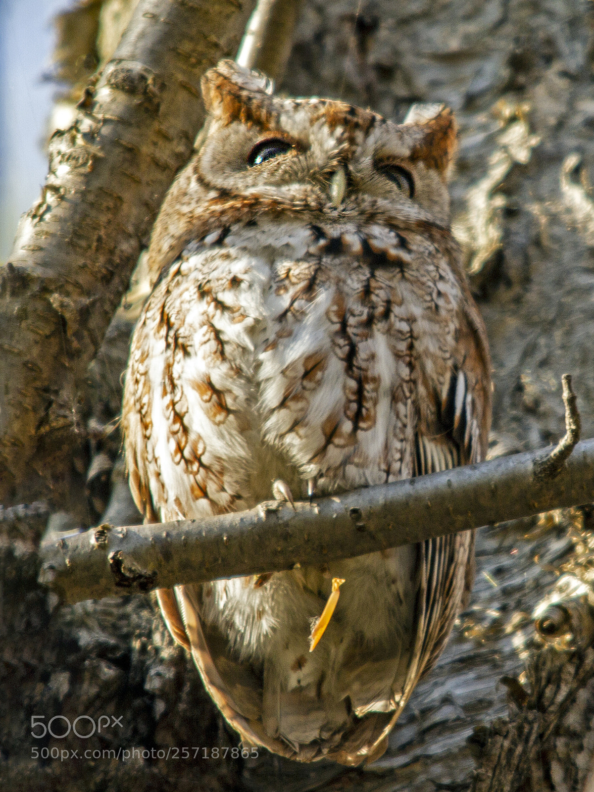 Canon EOS 7D sample photo. Male red-form eastern screech-owl photography