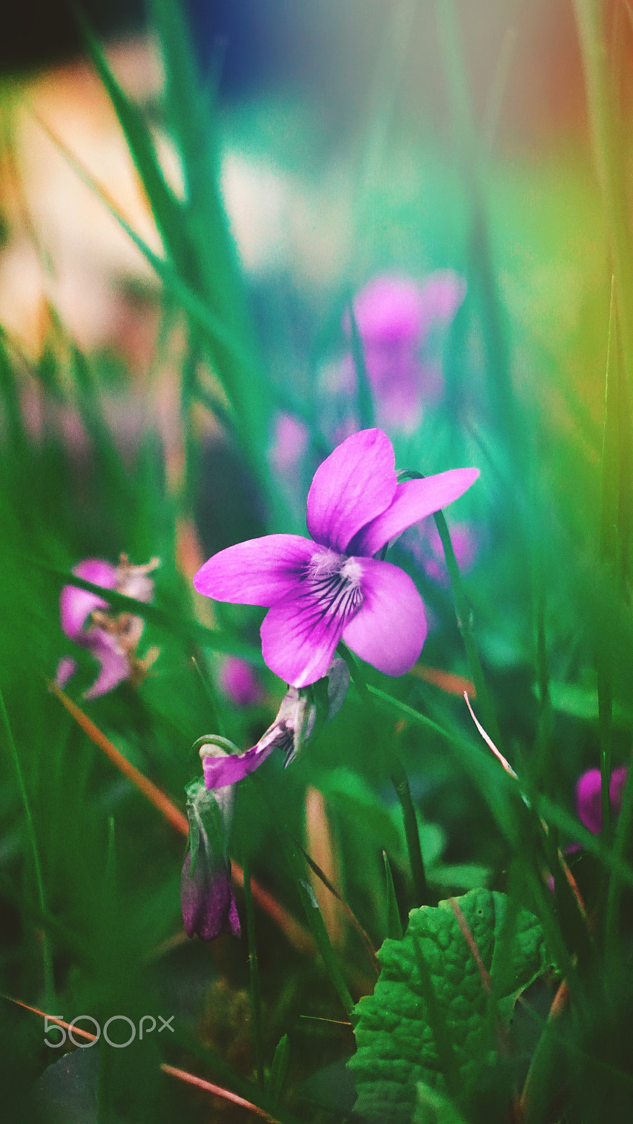 Sony Cyber-shot DSC-RX10 II sample photo. Purple floral photography