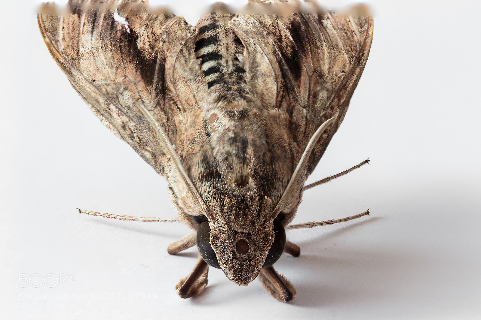 Canon EOS 650D (EOS Rebel T4i / EOS Kiss X6i) sample photo. Moth - focus stacking photography