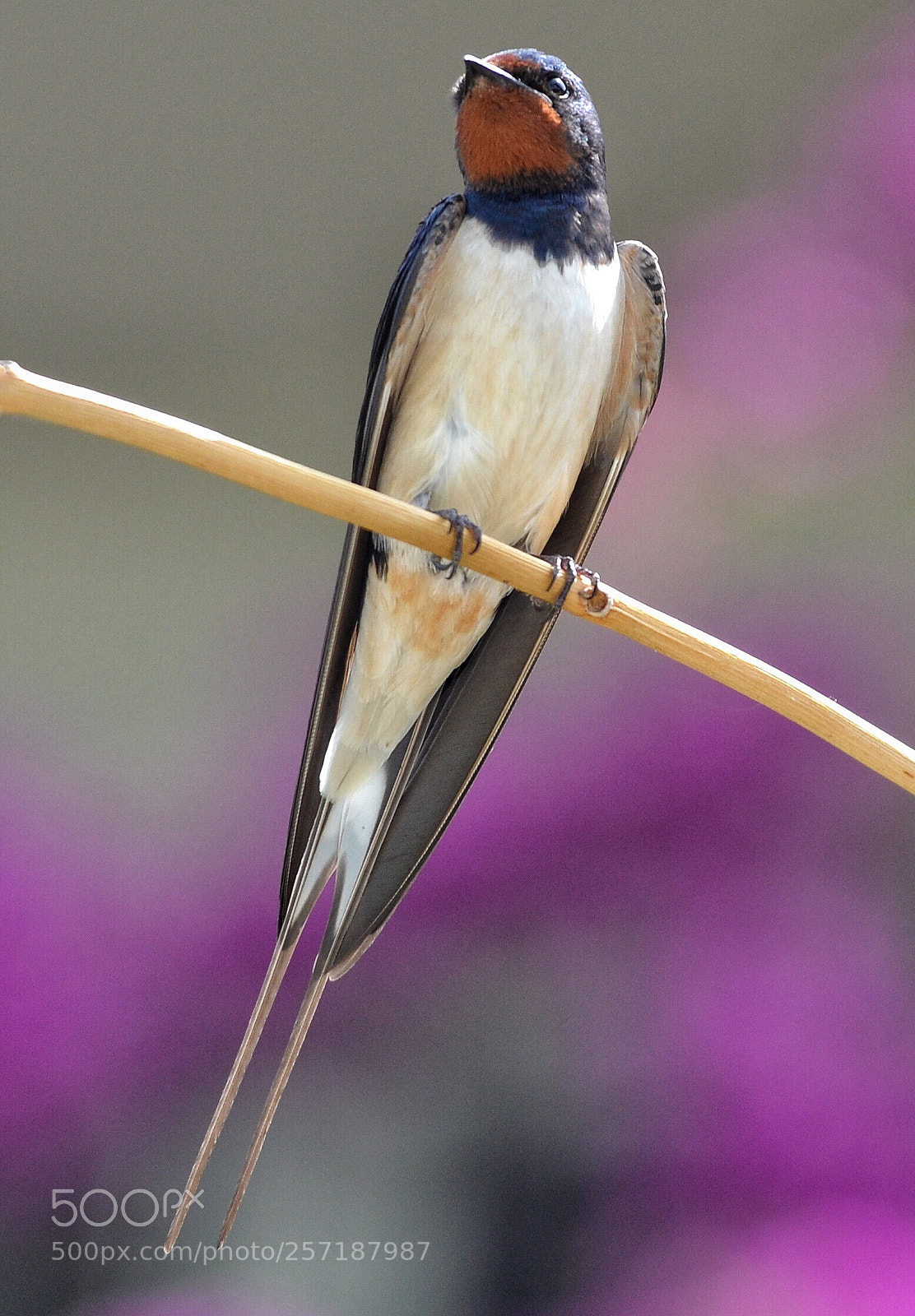 Nikon D3100 sample photo. Swallow photography
