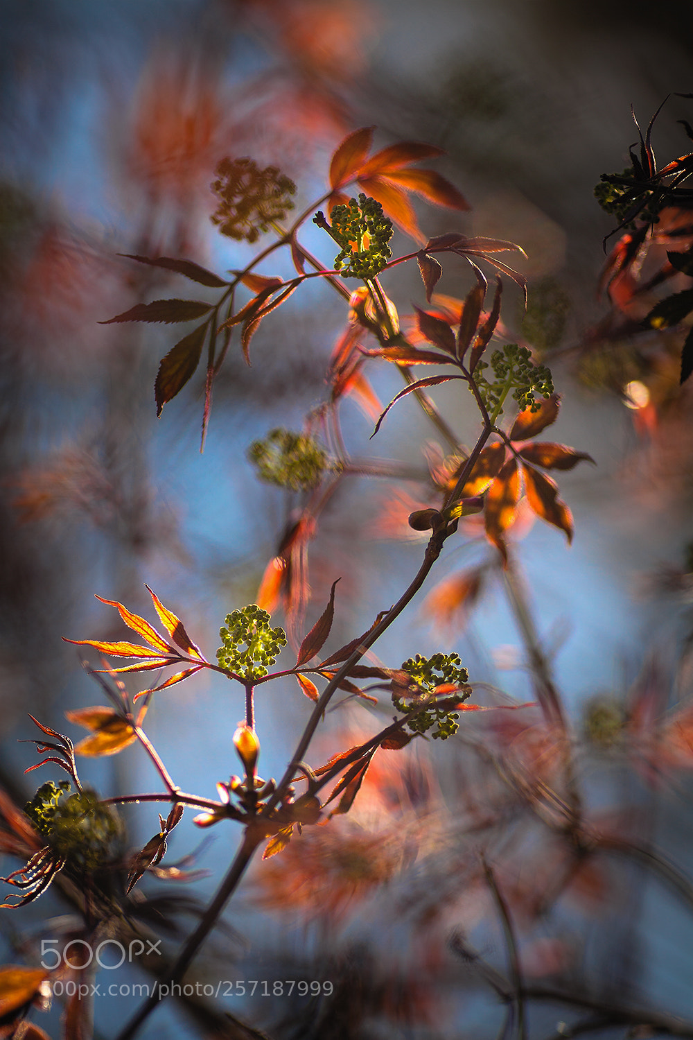 Canon EOS 5D Mark II sample photo. Img photography