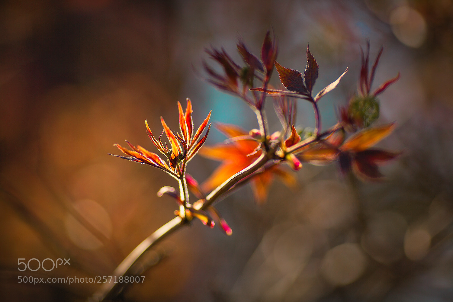 Canon EOS 5D Mark II sample photo. Img photography