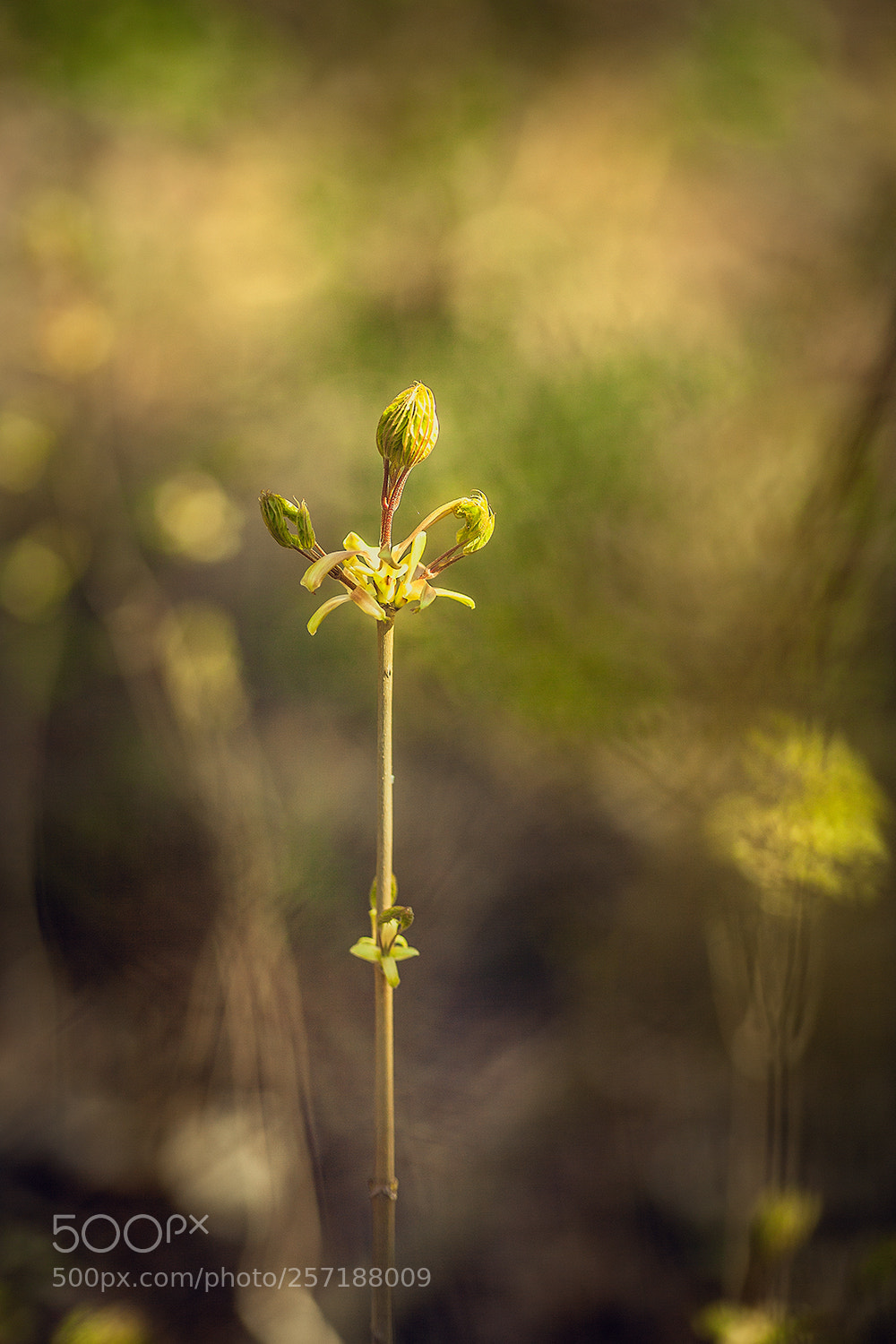 Canon EOS 5D Mark II sample photo. Img photography