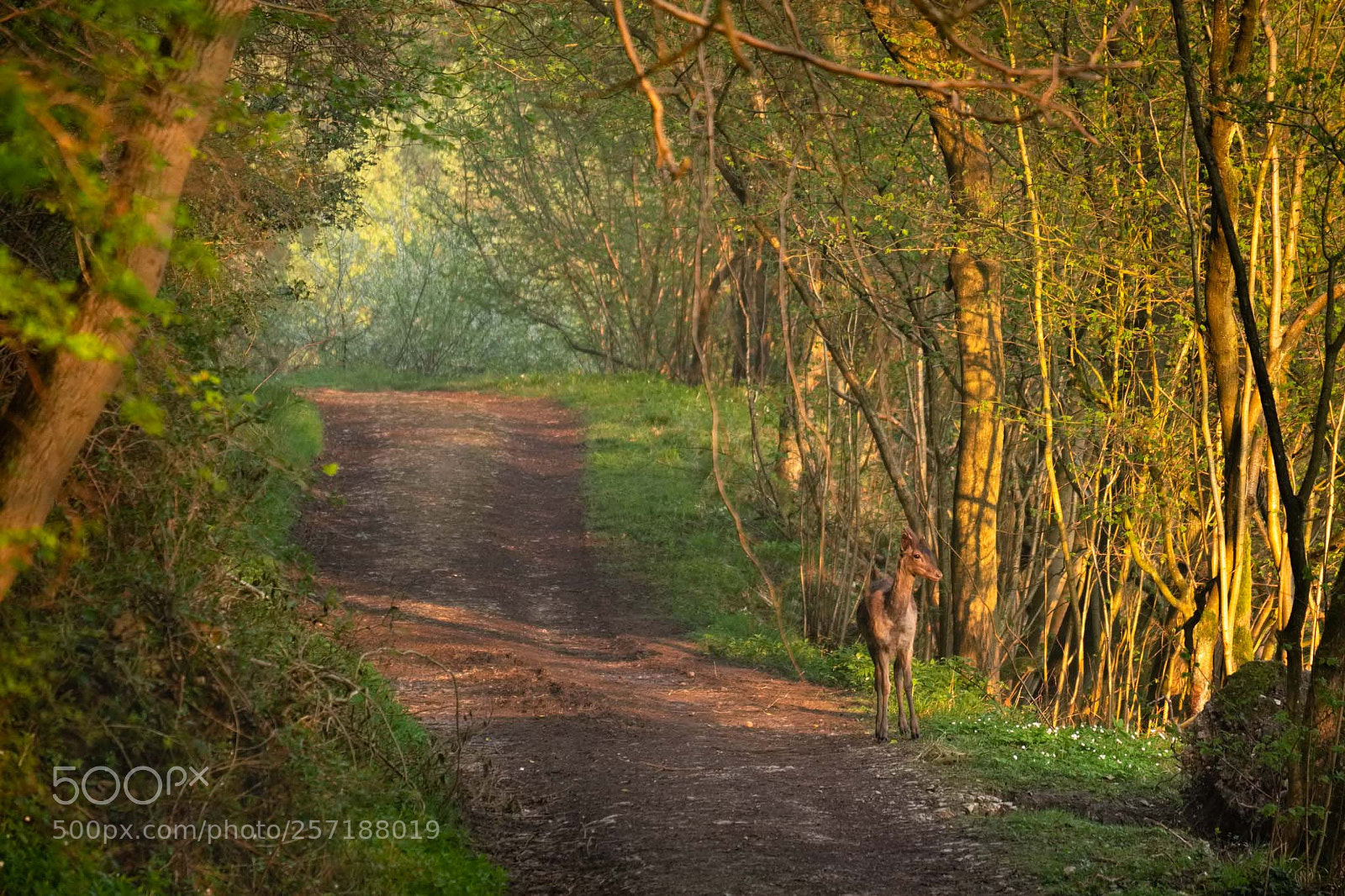 Fujifilm X-T1 sample photo. Deer at dawn in photography
