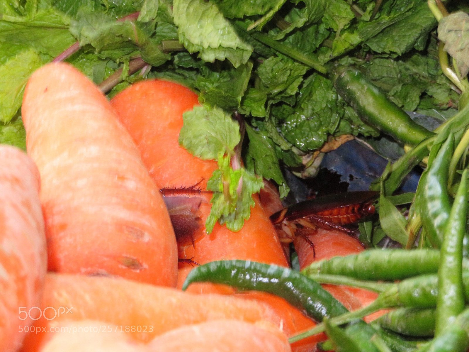 Canon PowerShot SX720 HS sample photo. Vegetables photography