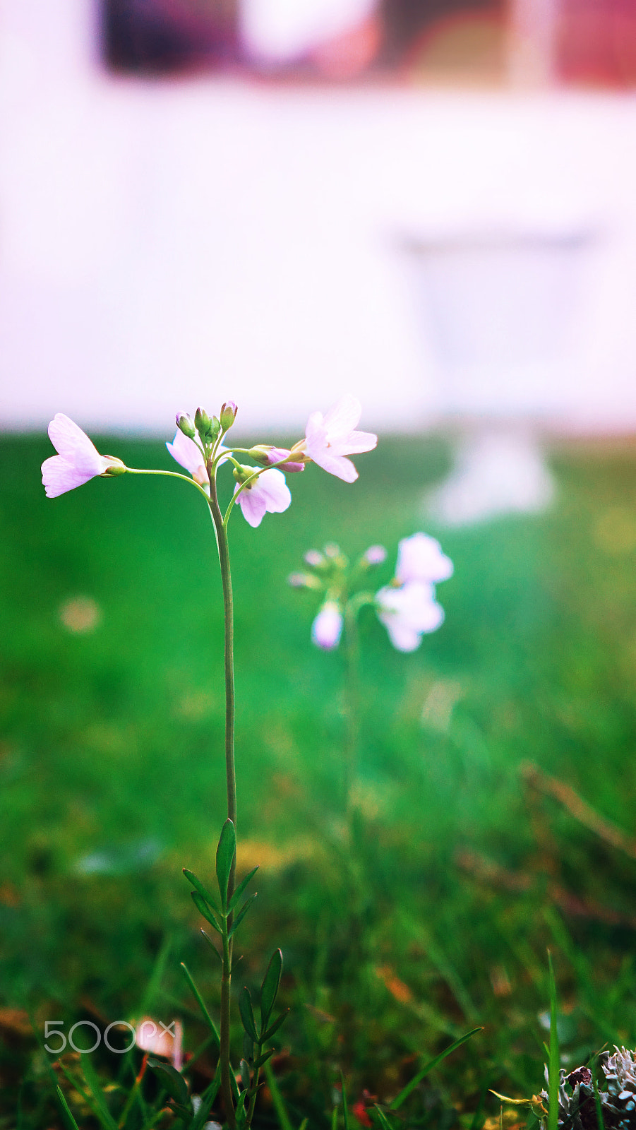 Sony Cyber-shot DSC-RX10 II sample photo. Pink floral photography