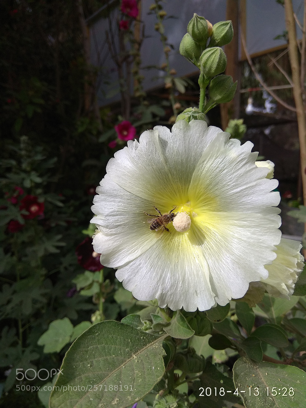 Xiaomi Redmi Note 4 sample photo. Untitled photography