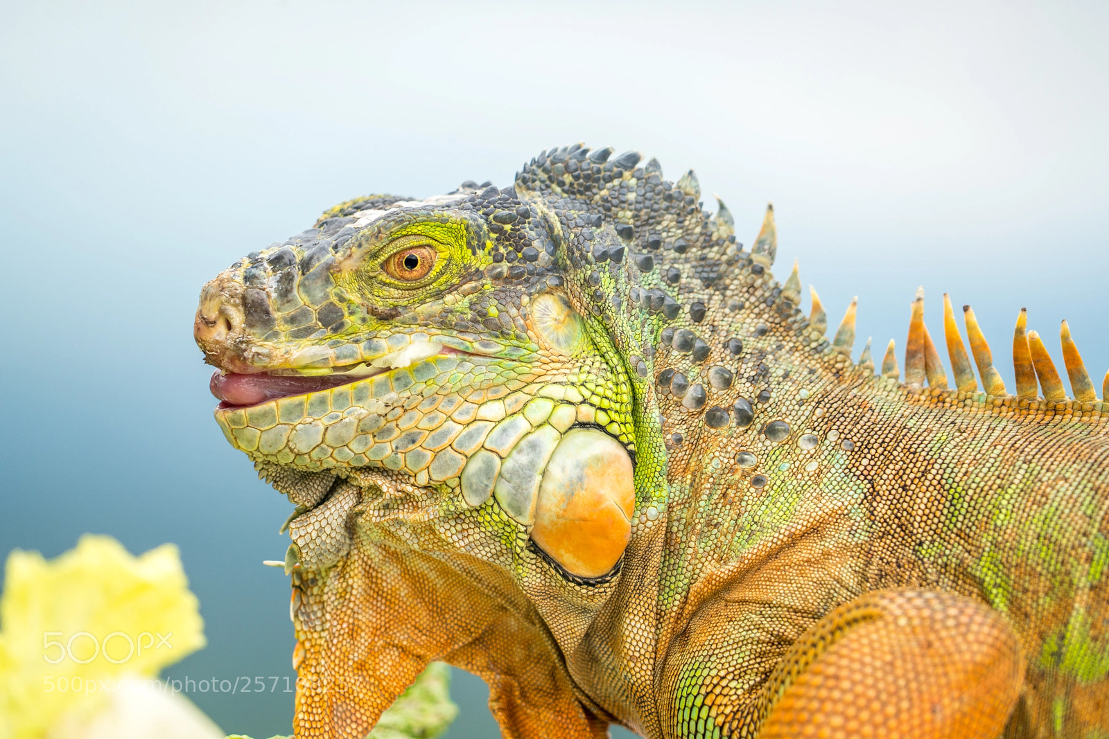 Sony a7R II sample photo. Colorful balinese iguana! photography