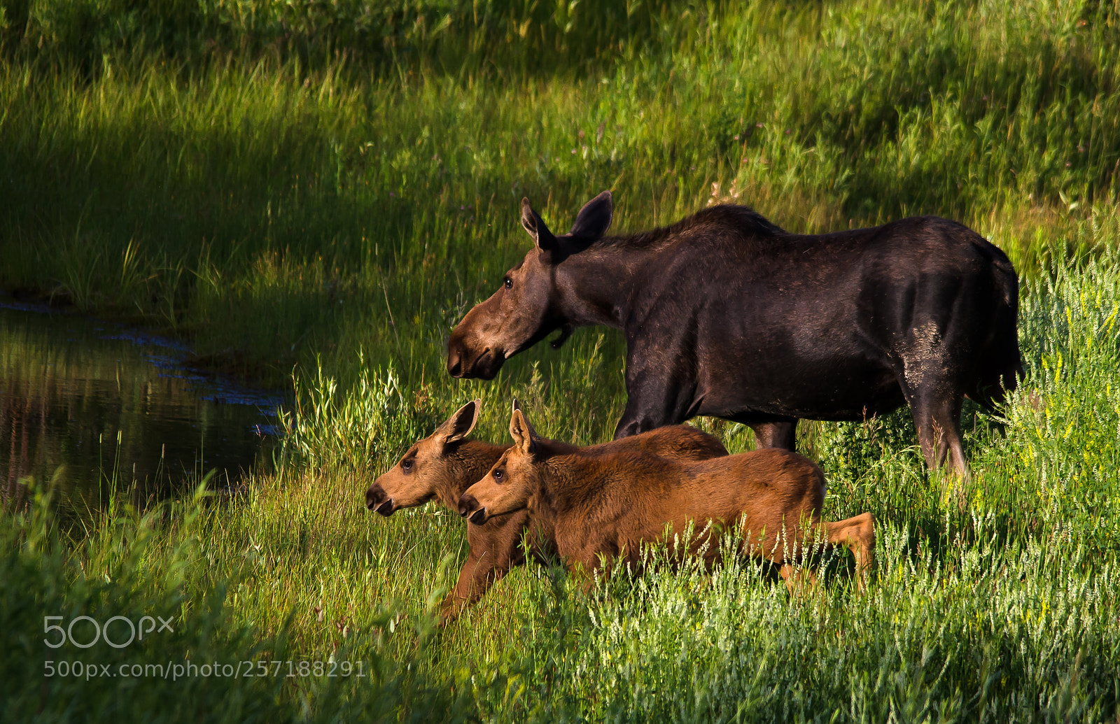 Nikon D7000 sample photo. Moose on the loose photography