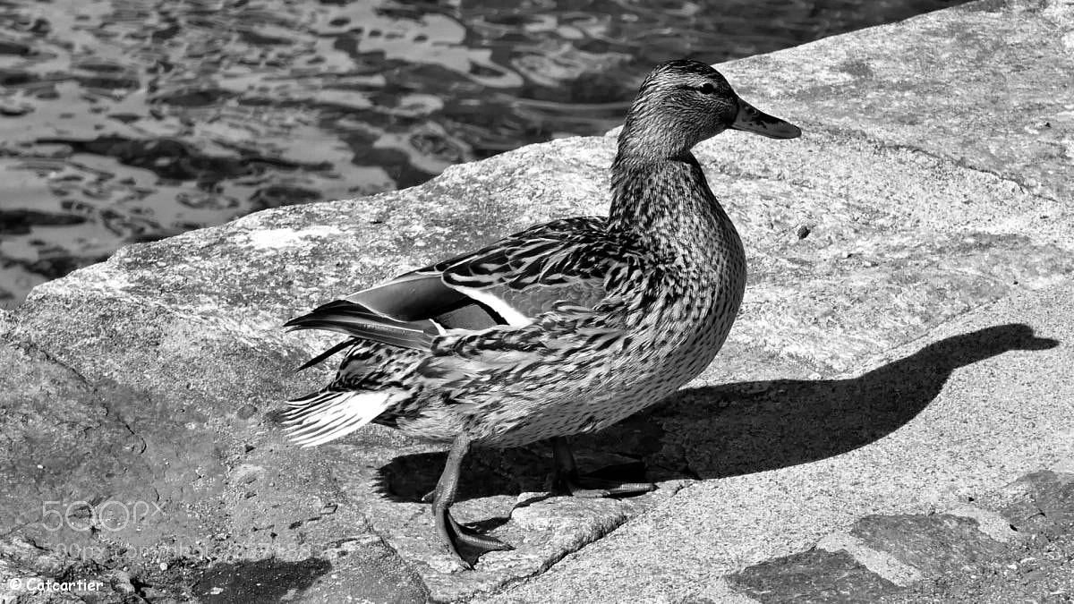 Panasonic Lumix DMC-LX100 sample photo. Dame colvert se prom photography