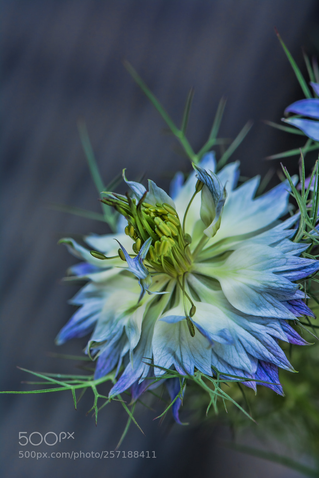 Nikon D7100 sample photo. Nigella photography