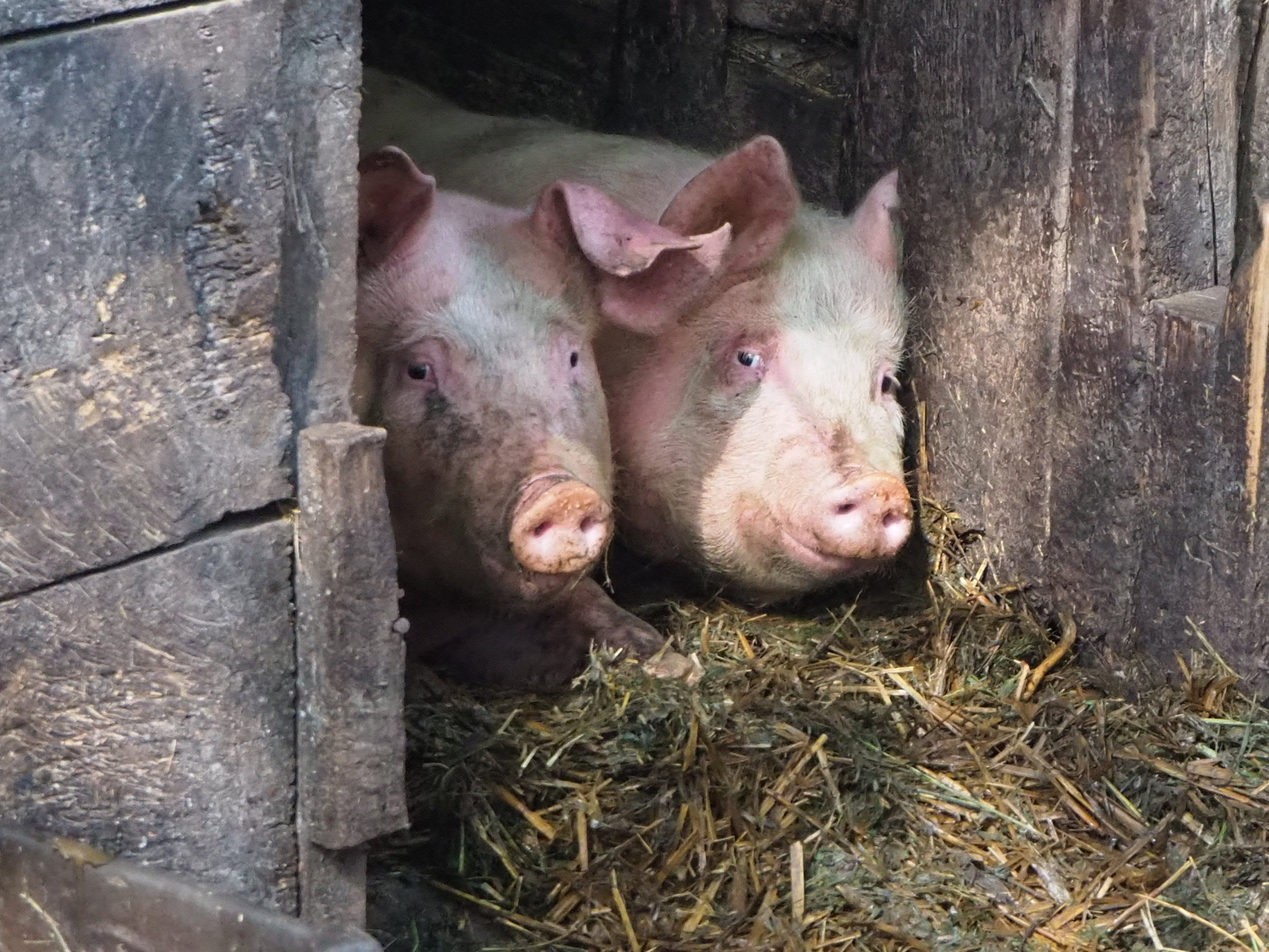 Olympus PEN E-PL9 sample photo. And 2 pigs... photography